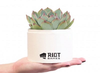 Petite Bliss Succulent Plant shown in-hand